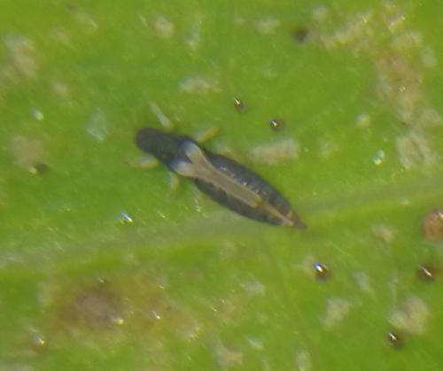 Réf. 297 348 : Heliothrips haemorrhoidalis